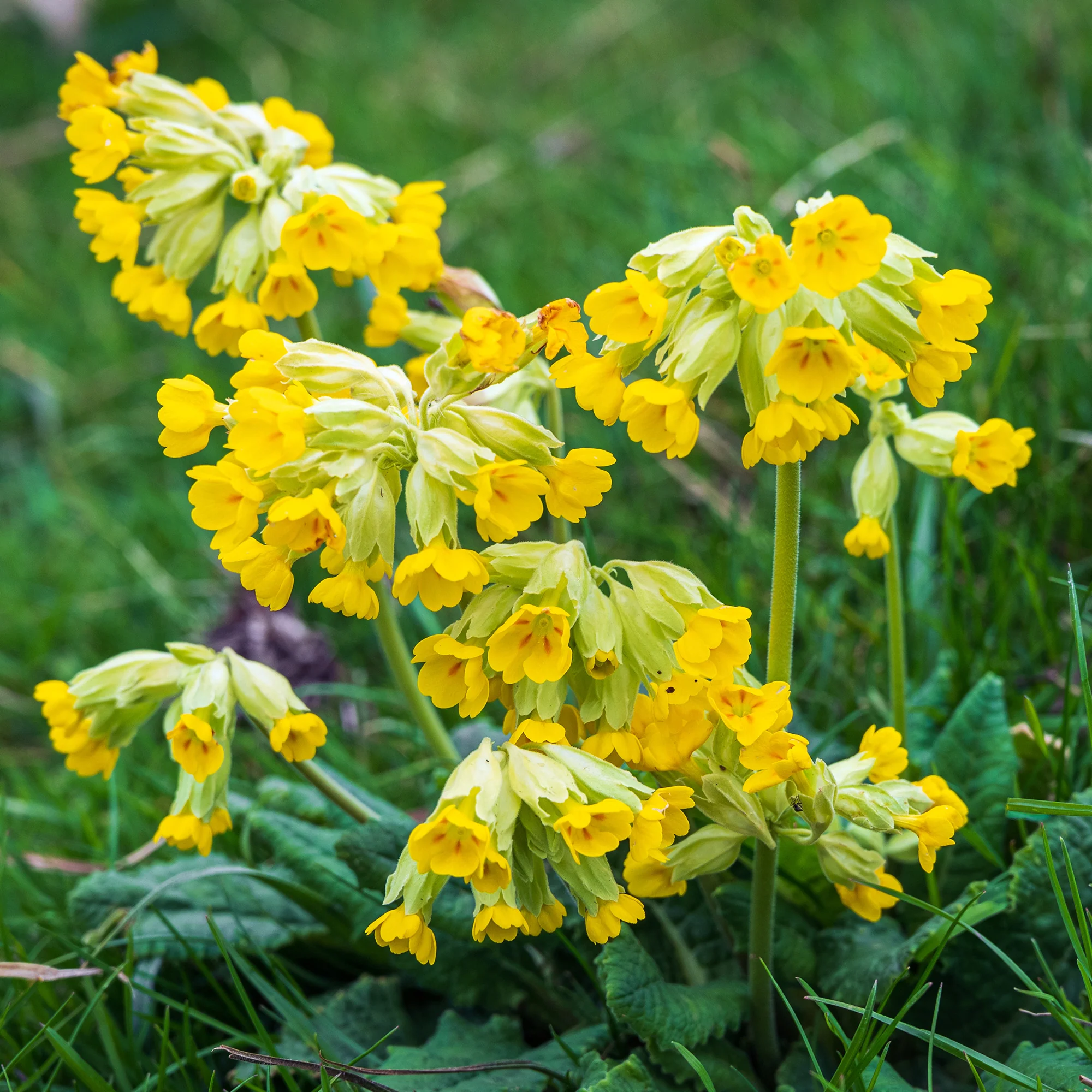 Wildflower Seeds